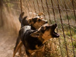 Dogs barking by a fence, call a dog bite lawyer for assistance